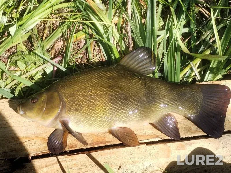 Tench — Rutka, Jun 11, 10:41 AM