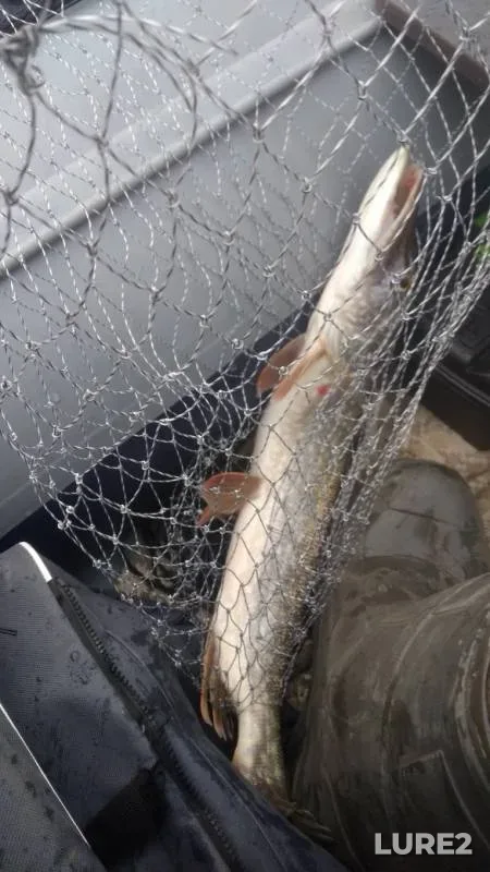 Burbot, Pike — Chusovaya, Oct 09, 2019
