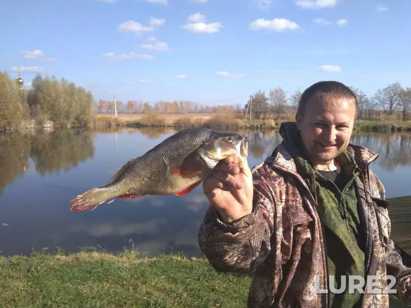 Perch — Voronezhskaya oblast, Oct 04, 2023