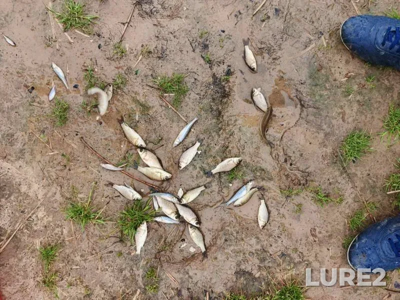 Bleak, Crucian carp — Myshka, Jun 12, 12:10 PM
