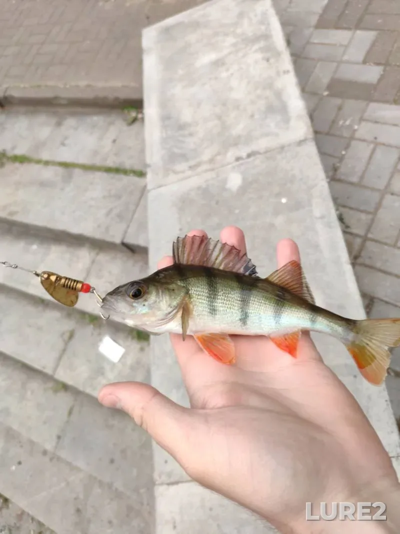 Perch — Svisloch, Jun 08, 4:37 PM