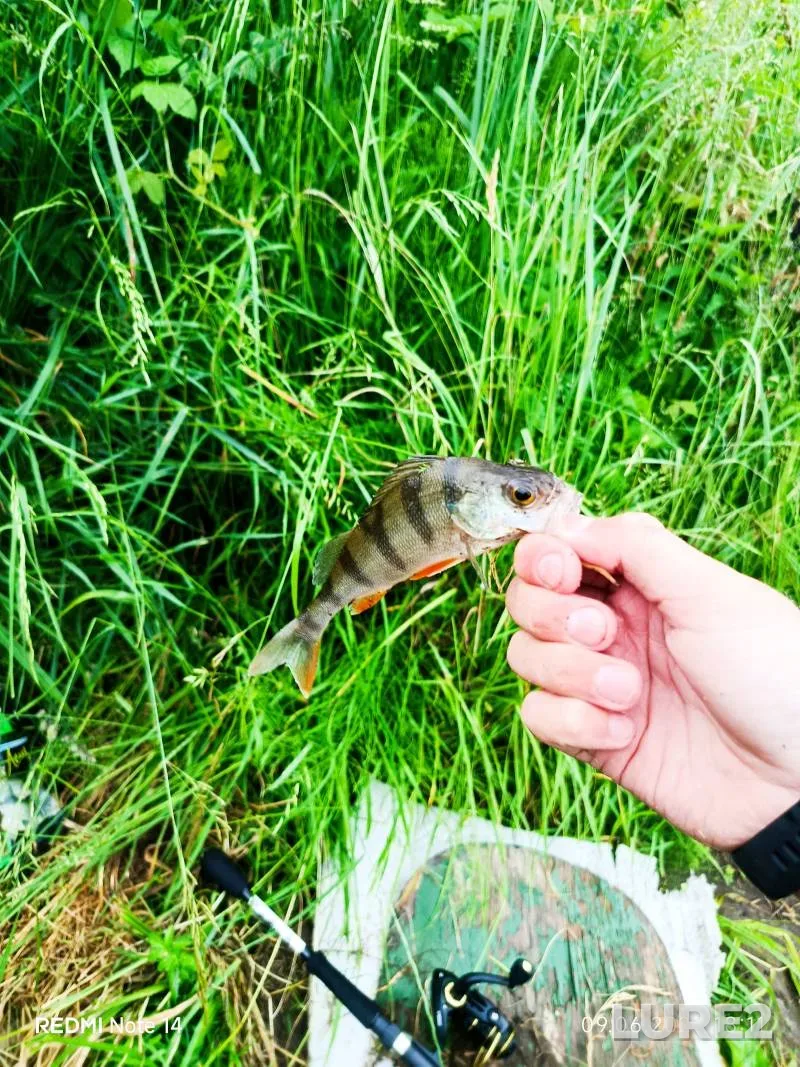 Perch — Gomelskaya oblast, Jun 09, 6:11 PM