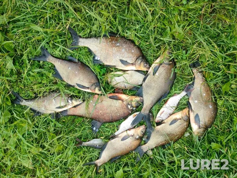 Bream, Roach — Kubena, Jun 18, 2024