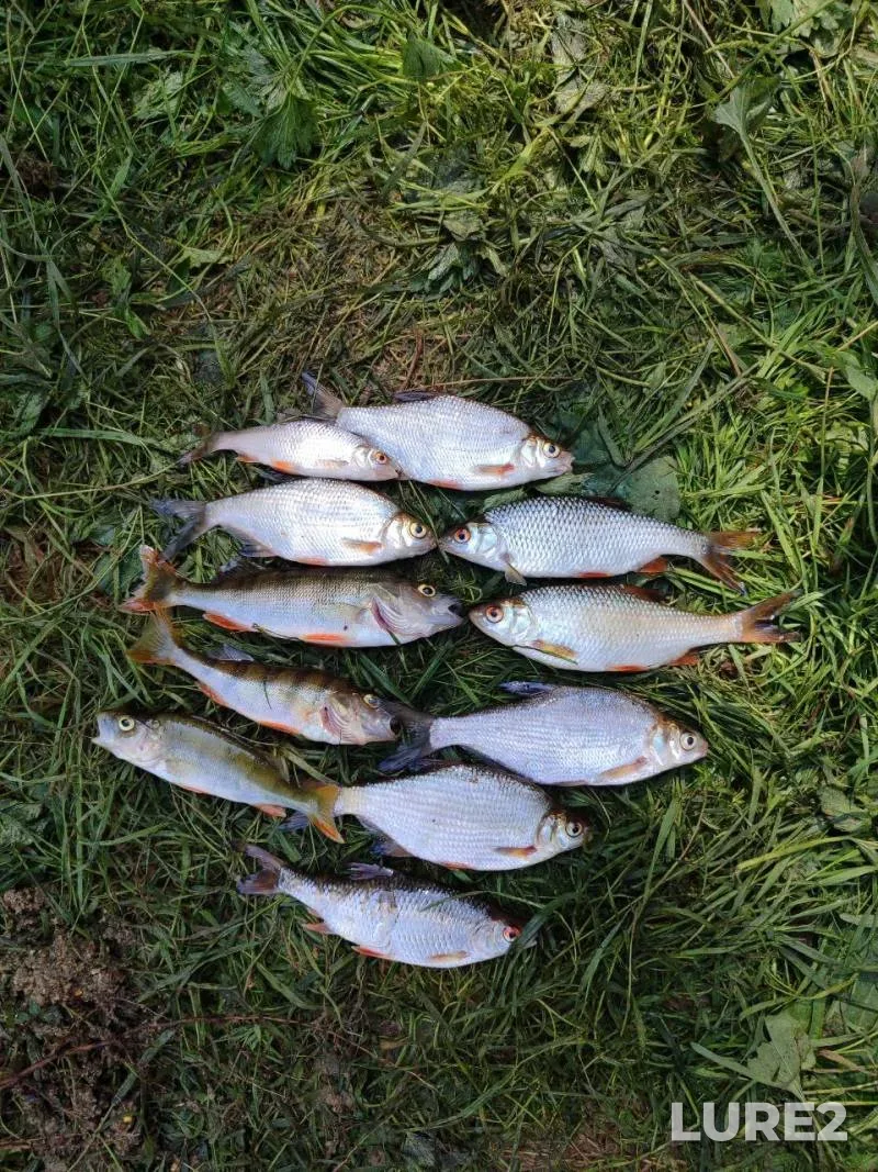 Bleak, Bream — Viliya, Jun 24, 10:00 AM