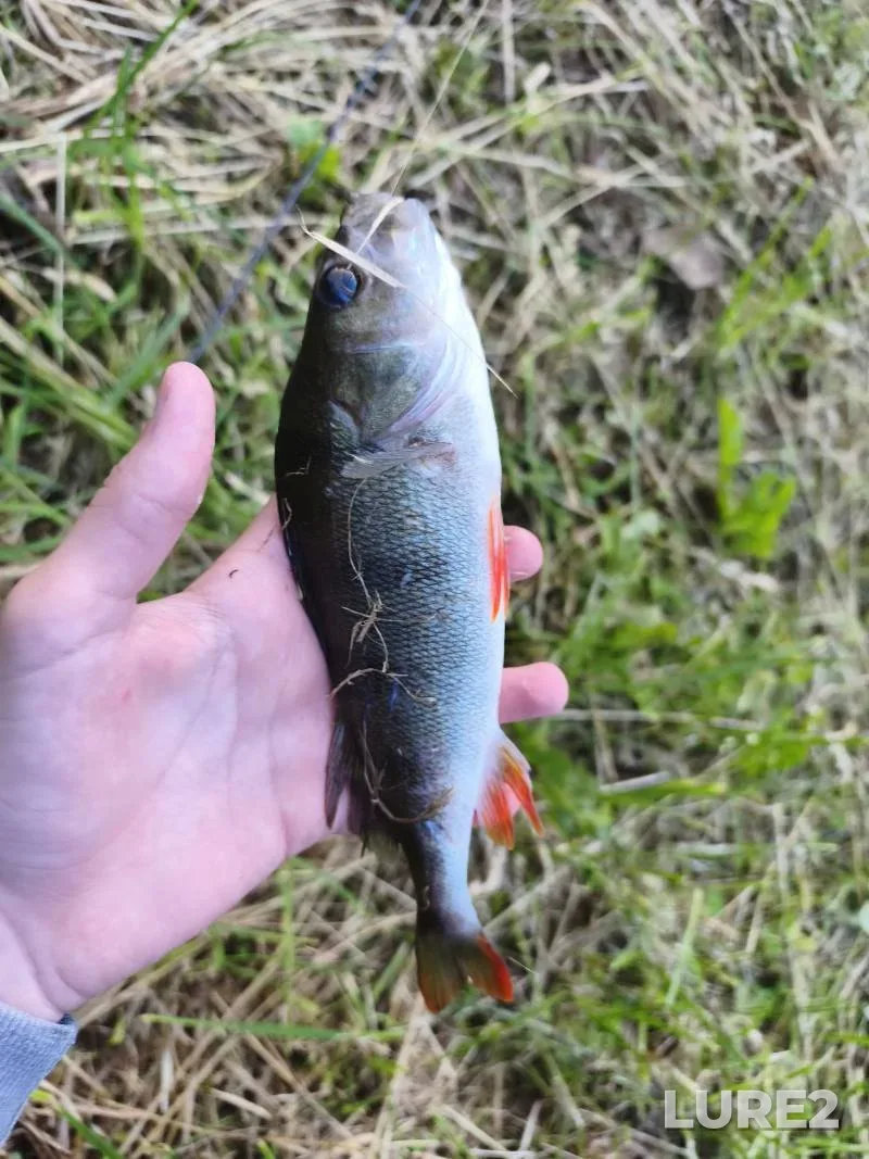 Perch, Zander — Minskaya oblast, Jun 18, 11:27 AM