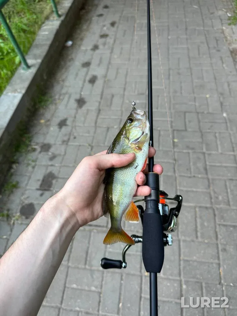 Perch — Svisloch, Jun 24, 7:40 PM