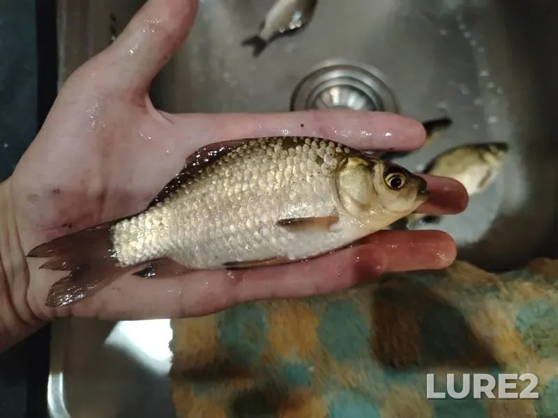 Crucian carp — Degtyarka, Jun 26, 6:27 PM