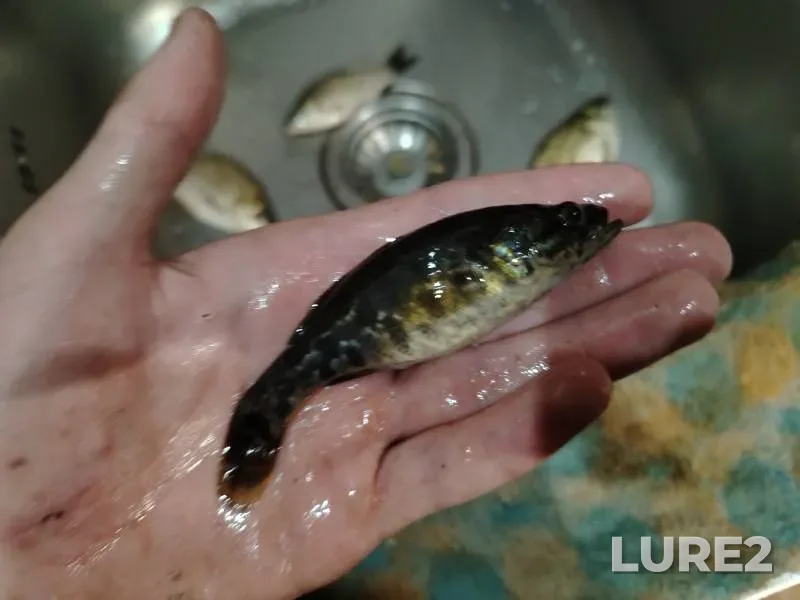Carp, Crucian carp — Volgogradskaya oblast, Oct 20, 2024