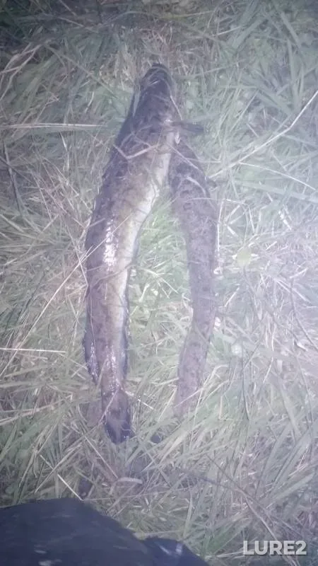 Burbot — Chusovaya, Sep 25, 2019