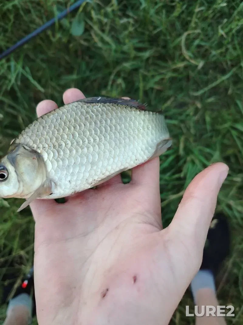 Crucian carp — Degtyarka, Jun 25, 8:37 PM