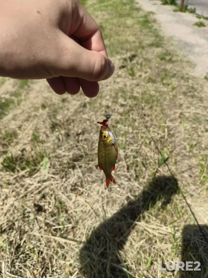 Crucian carp, Rudd — Grodnenskaya oblast, Smorgonskiy rayon, Jun 27, 4:00 PM