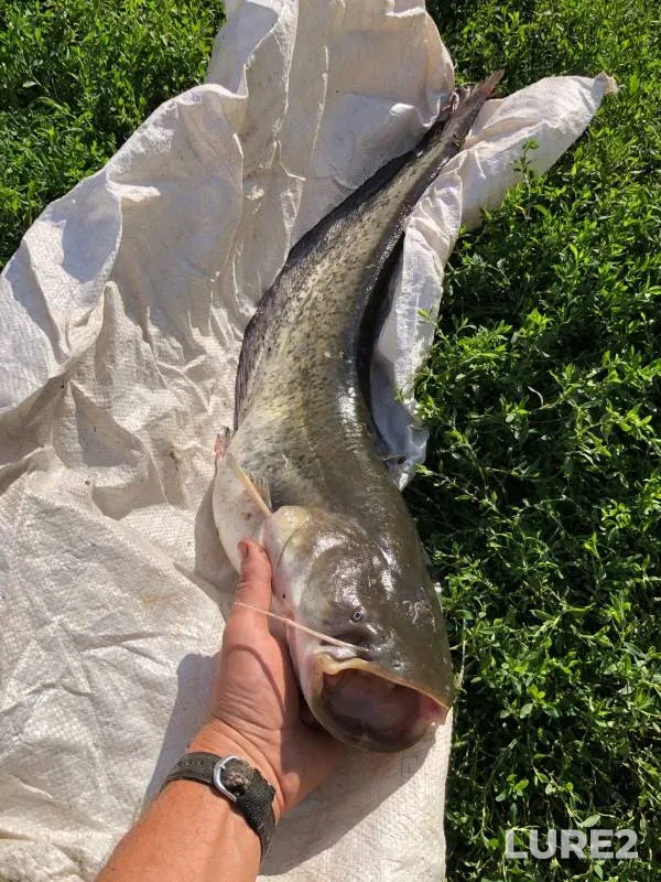 Wels catfish — Klyazma, Jul 22, 2024
