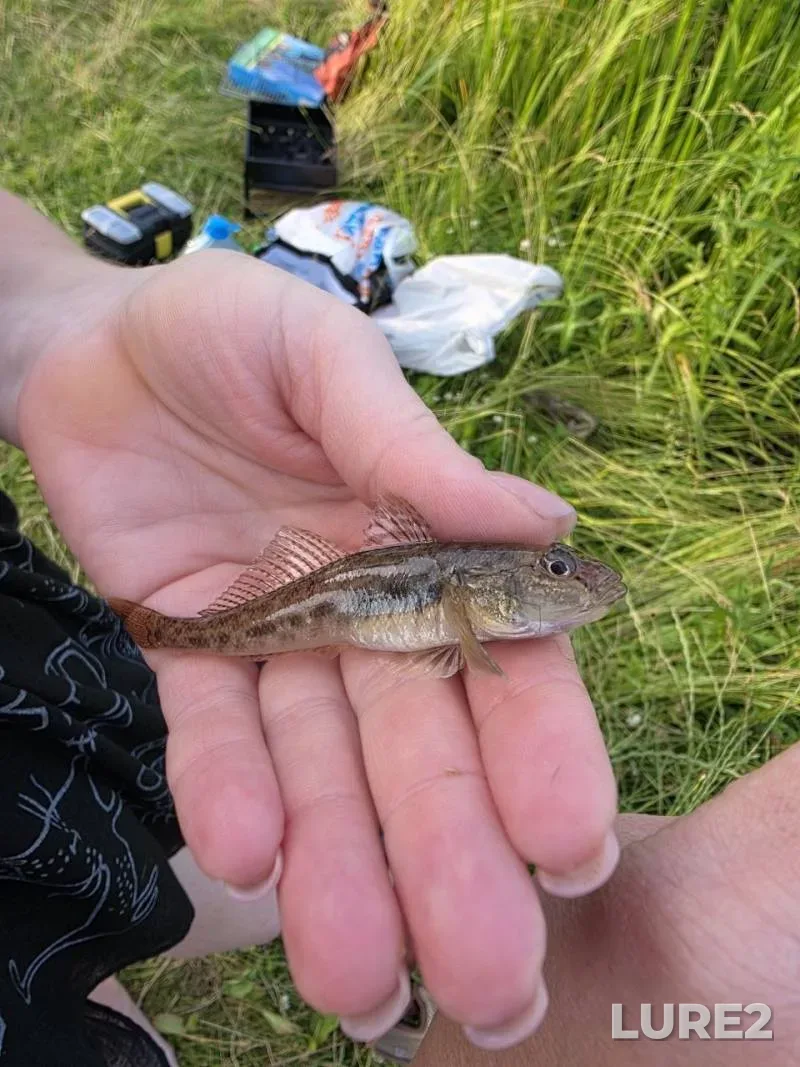 Wels catfish, Perch — Drozdy, Jun 28, 9:00 PM