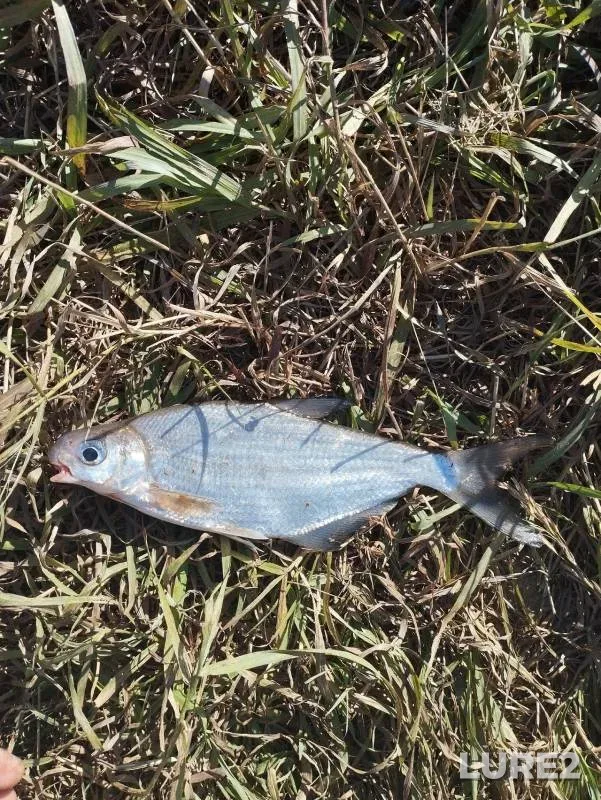White bream — Klyazma, Sep 23, 2024