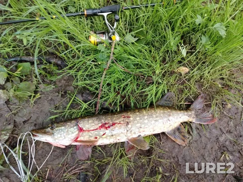 Pike — Dnepr, Jun 05, 8:47 AM