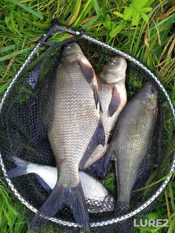 Bream — Polist, Sep 19, 2021