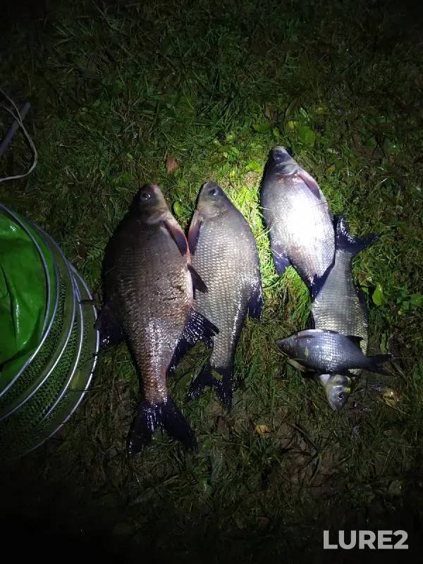 Bream, White bream — Lovats, Oct 03, 2021