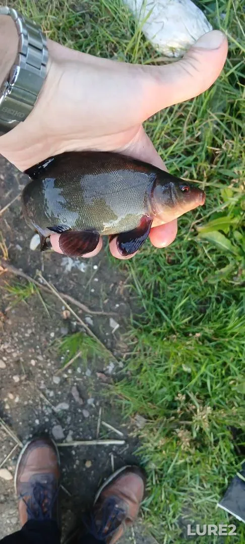 Tench — Minskaya oblast, Chervenskiy rayon, Jul 11, 4:40 PM
