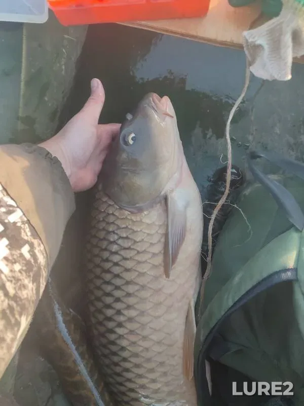 Carp — Nizhegorodskaya oblast, Oct 20, 2024