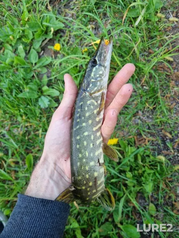 Perch, Pike — Iosifskoye, Jun 02, 2022