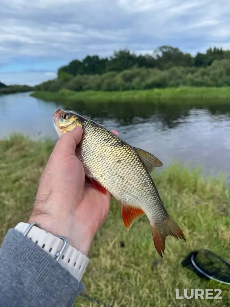 Roach — Berezina, Jul 11, 11:00 AM