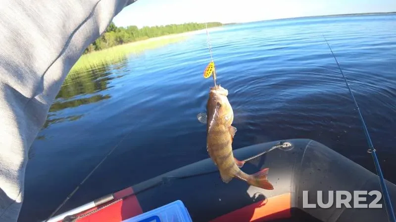 Perch, Pike — Rybinskoye, Jun 25, 2022
