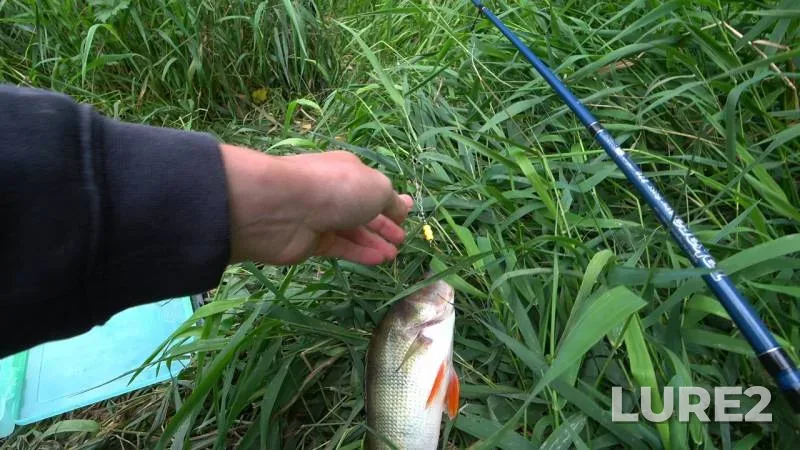 Perch, Pike — Yauza, Oct 19, 2022