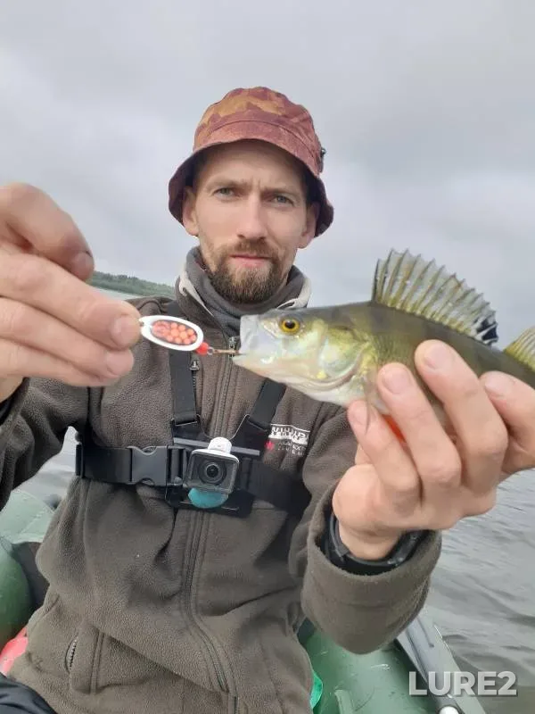 Perch, Pike — Brodskaya Lakhta (Meglino), Nov 22, 2022