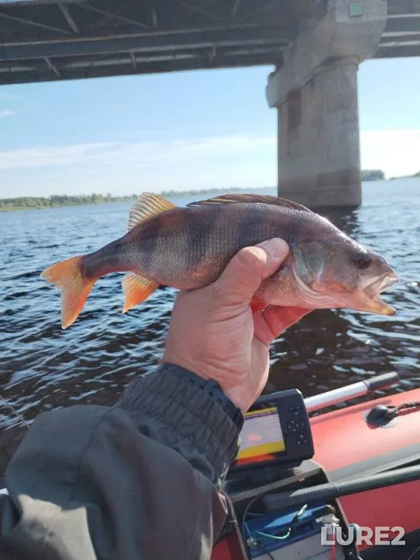 Perch — Shelon, Jul 09, 2024