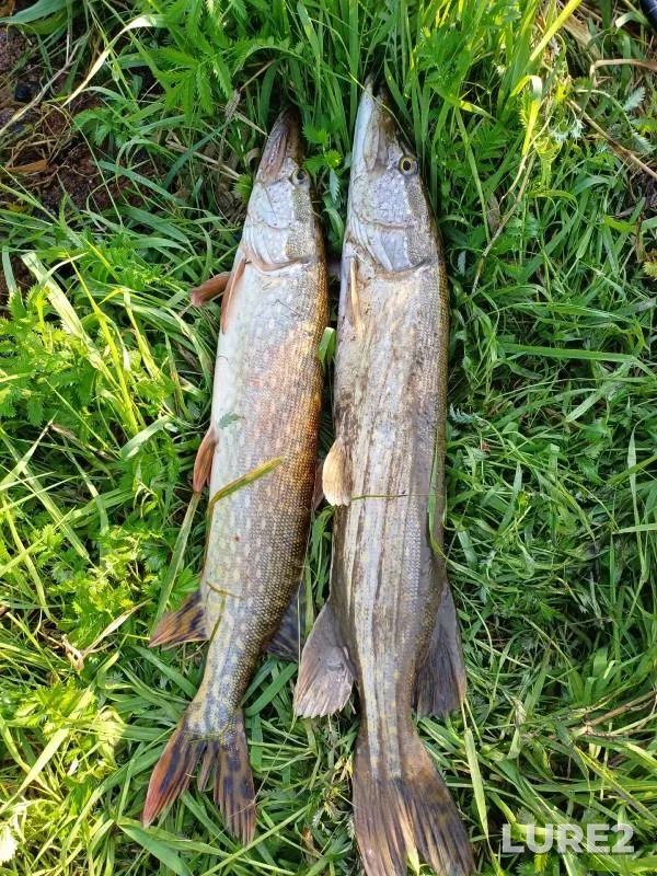 Pike — Malyy Volkhovets, Aug 15, 2024