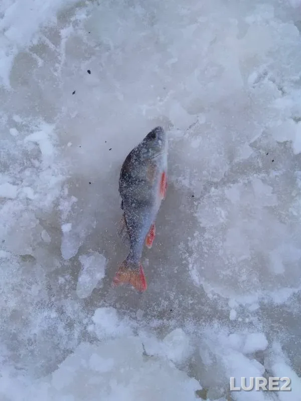 Perch — Spasskaya kanava, Jan 01, 2022
