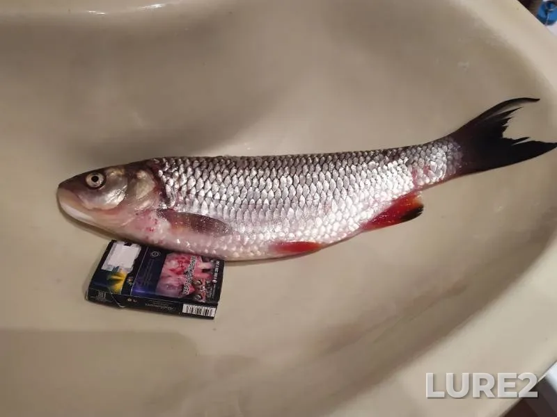 Chub — Chusovaya, Sep 21, 2019