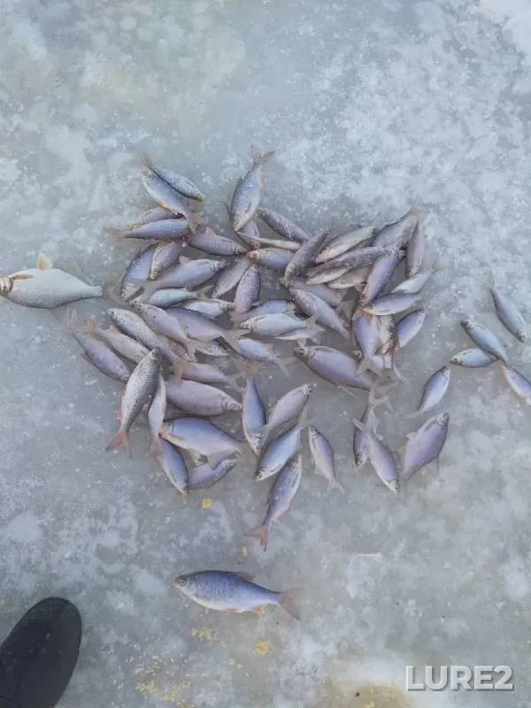 Bream, Roach — Ilmen, Jan 02, 2022