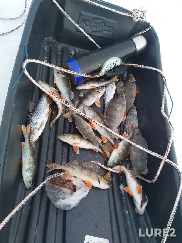 Perch, Roach — Nisha, Feb 12, 2022