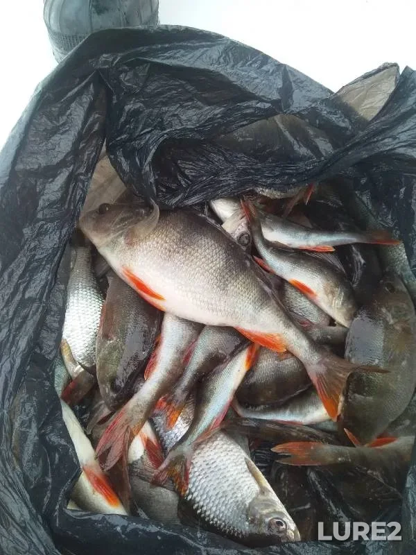 Perch, Roach — Nisha, Feb 13, 2022
