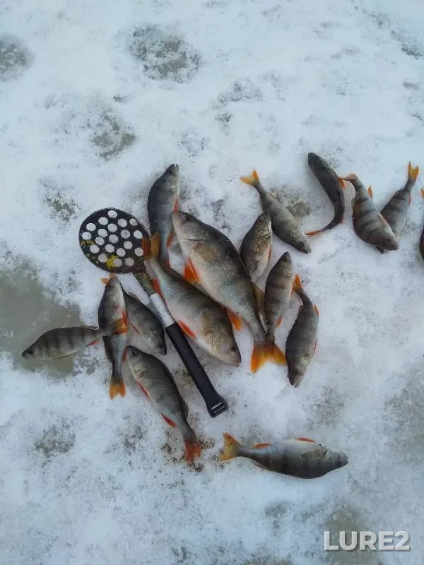 Perch — Malyy Volkhovets, Mar 03, 2022