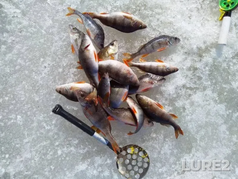 Perch — Ilmen, Apr 03, 2022
