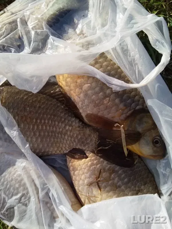Crucian carp — Malyy Volkhovets, May 13, 2022