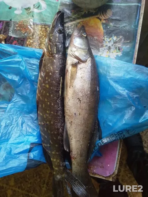 Pike, Zander — Malyy Volkhovets, Jun 05, 2022