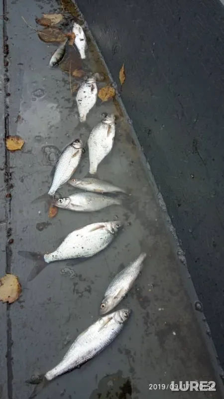 Bream, Perch — Bolshaya Travyanka, Sep 17, 2019
