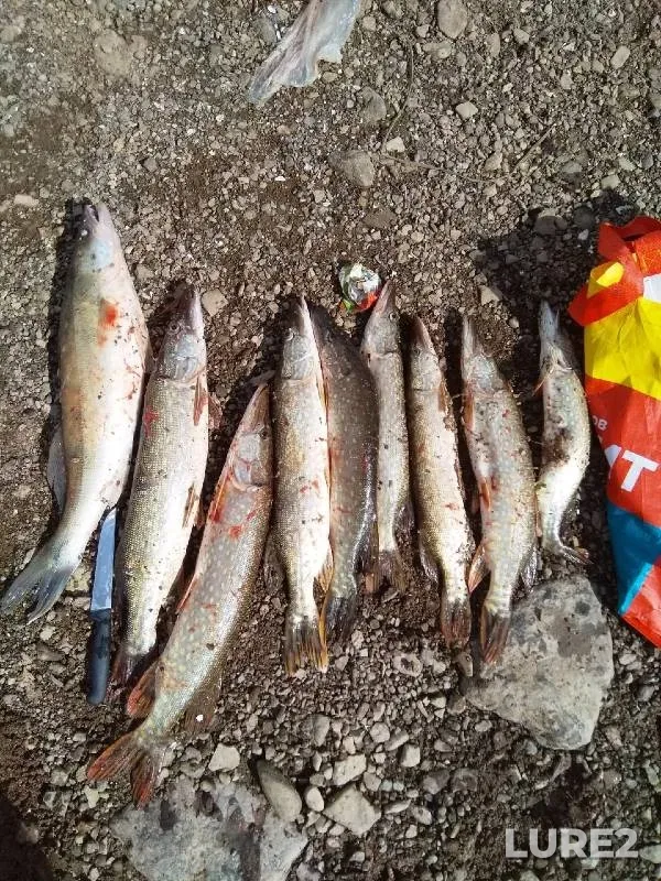 Pike, Zander — Malyy Volkhovets, Sep 04, 2022