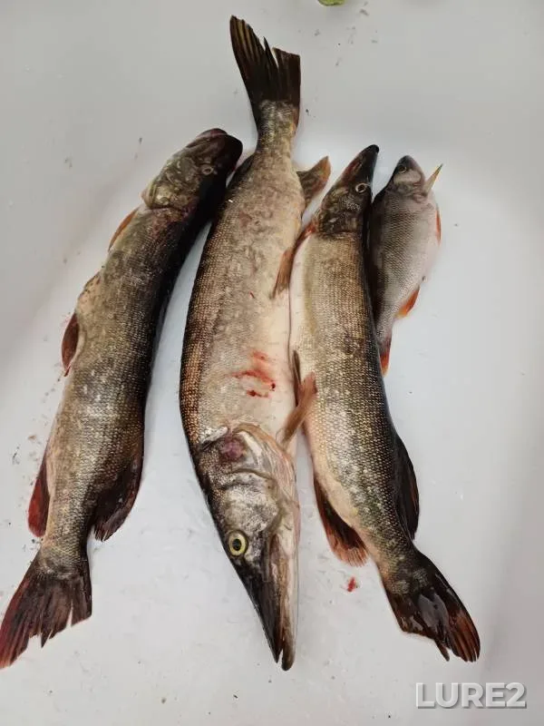 Perch, Pike — Malyy Volkhovets, Jun 16, 2024