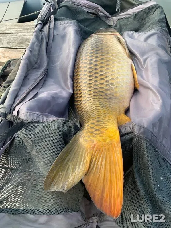 Carp — Boykovo, Jul 07, 2022