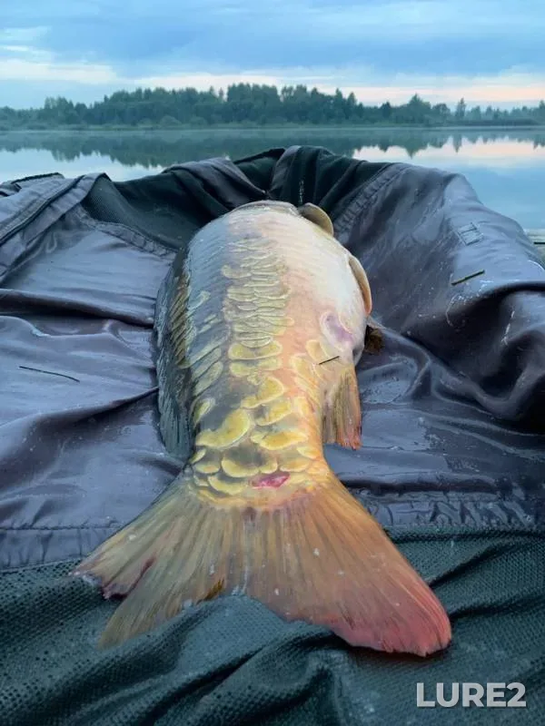 Carp — Boykovo, Aug 27, 2022