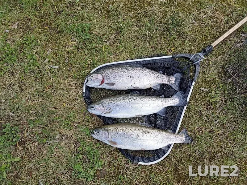 Rainbow trout — U Vasilicha, May 01, 2024