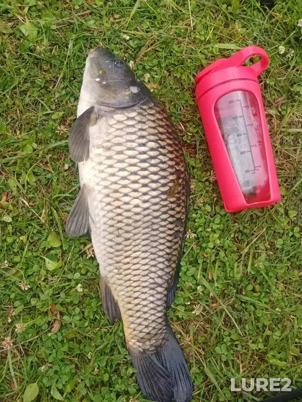 Carp — U Vasilicha, Jun 16, 2024