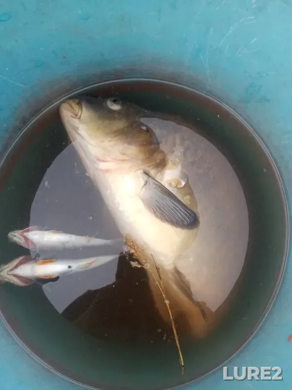 Carp, Perch — U Vasilicha, Jun 16, 2024