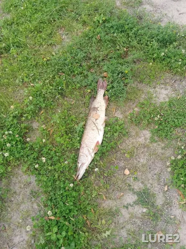Pike — U Vasilicha, Jun 23, 2024