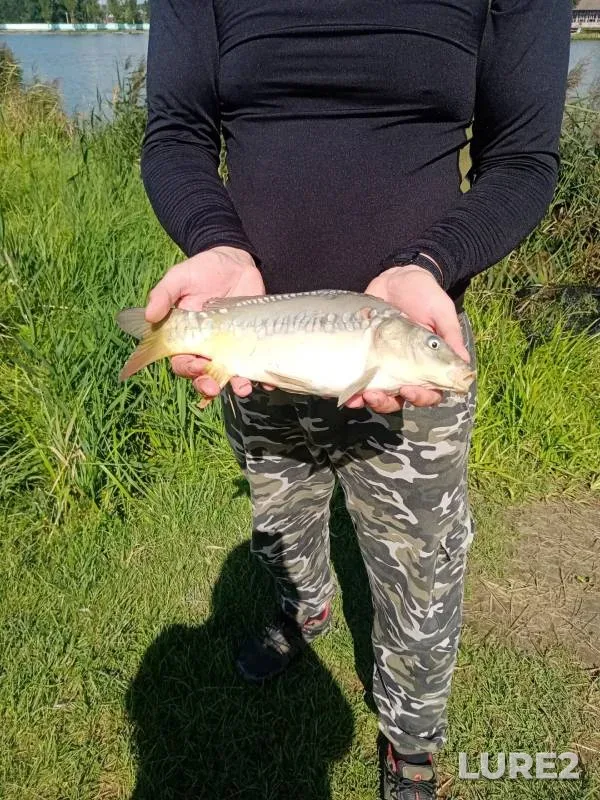 Carp — U Vasilicha, Aug 08, 2024