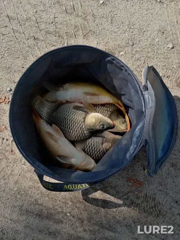 Carp — U Vasilicha, Aug 08, 2024